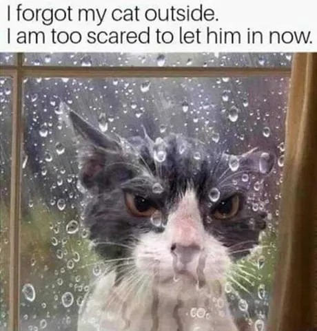Forgot my cat outside, now I’m scared he’s plotting revenge - meme