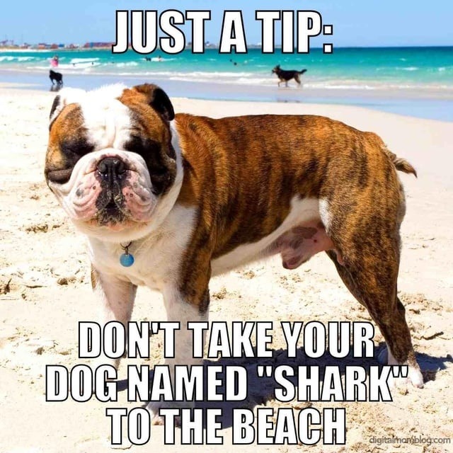 Pro tip: don’t name your dog Shark and take it to the beach - meme