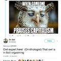 Shouldn't it be called an owlgasm?