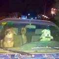 perros en auto