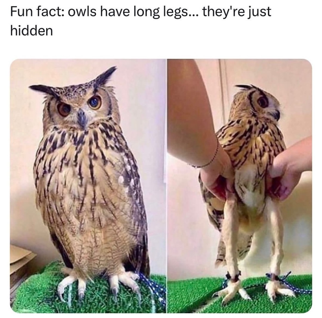 Long legs - meme