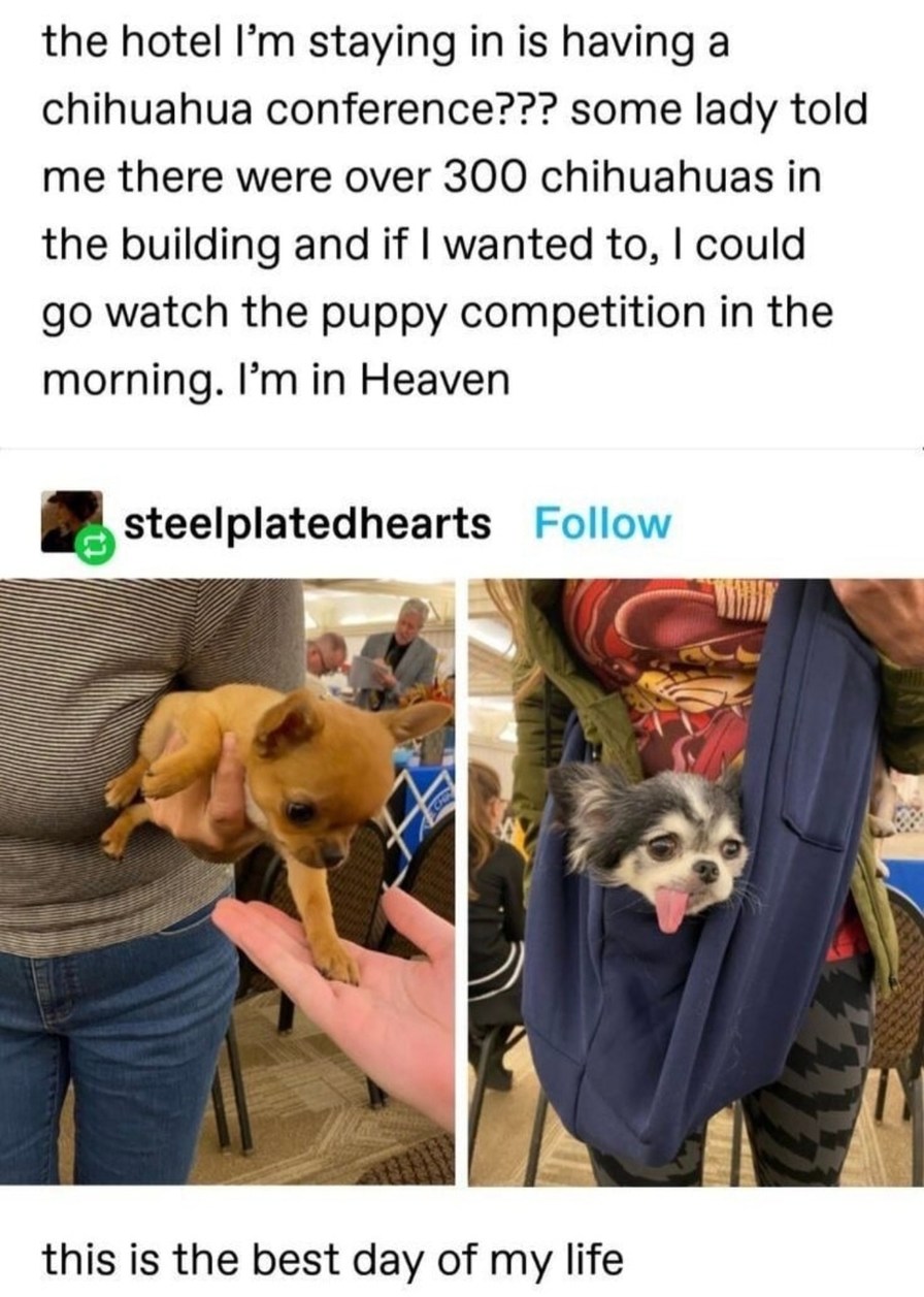 300 chihuahuas in one hotel. This must be what heaven feels like - meme