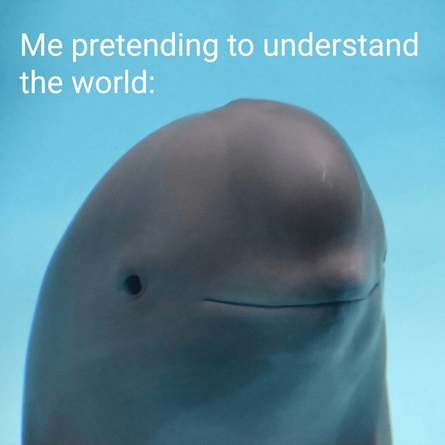 Beluga face meme