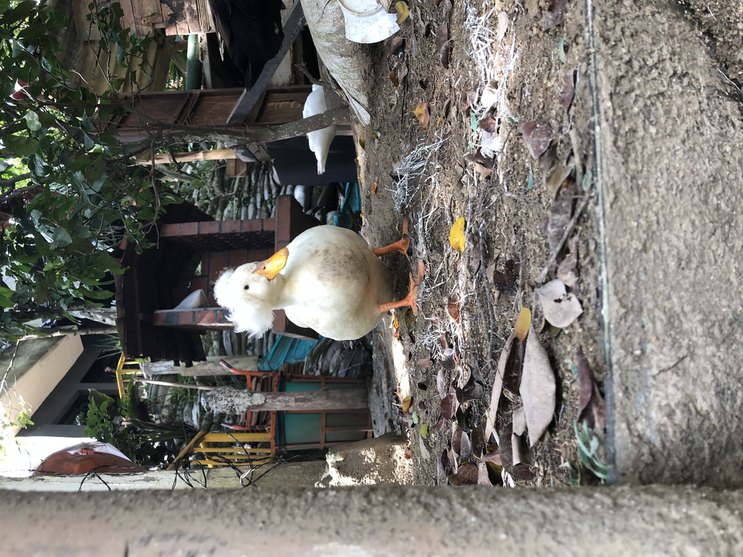 Un pato con cresta - meme