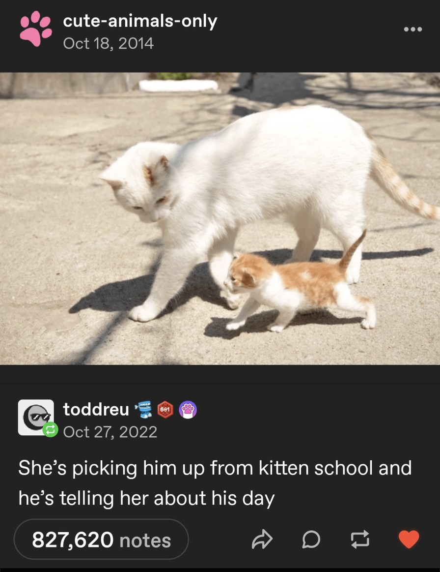 He's telling her about kitten school and I’m crying at my desk - meme