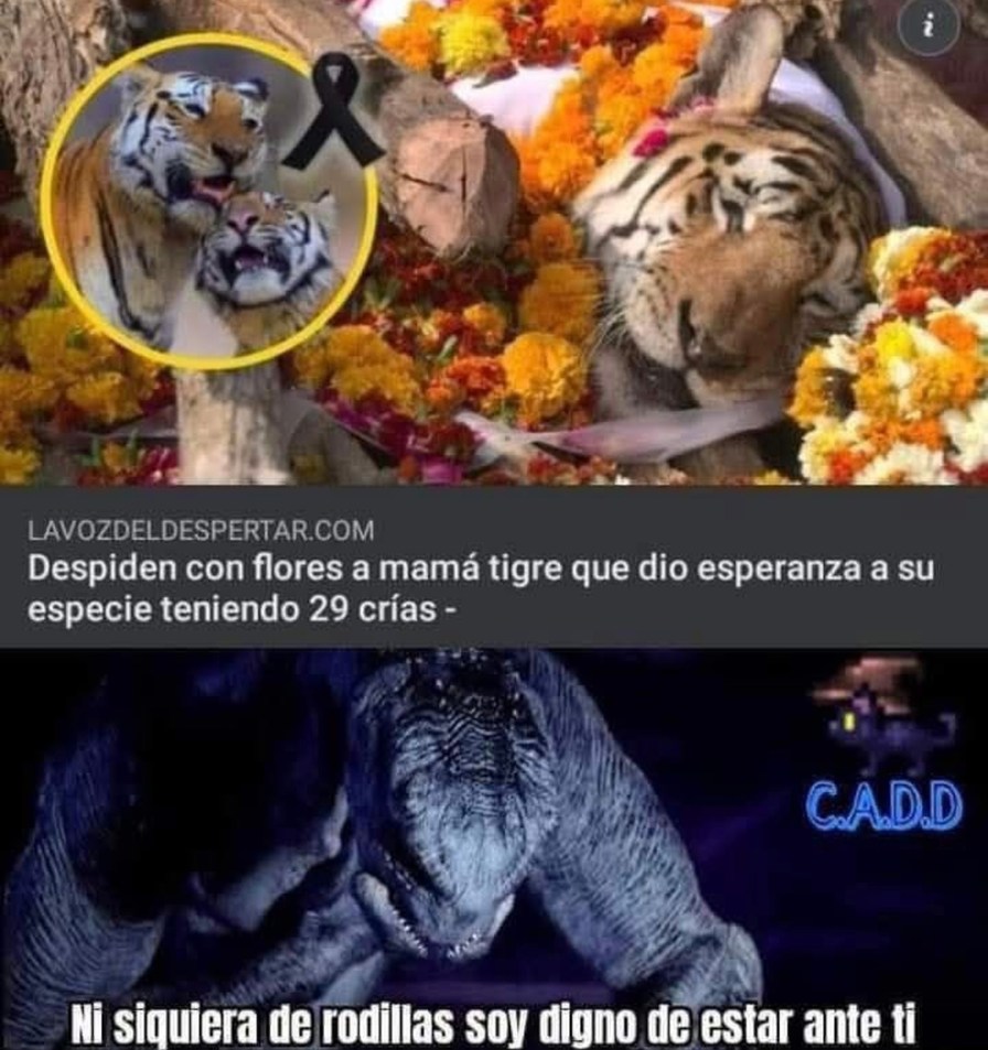 Una reina, una leyenda: mamá tigre con 29 crías - meme