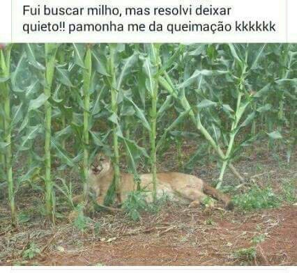 Nem queria mesmo kkkk - meme