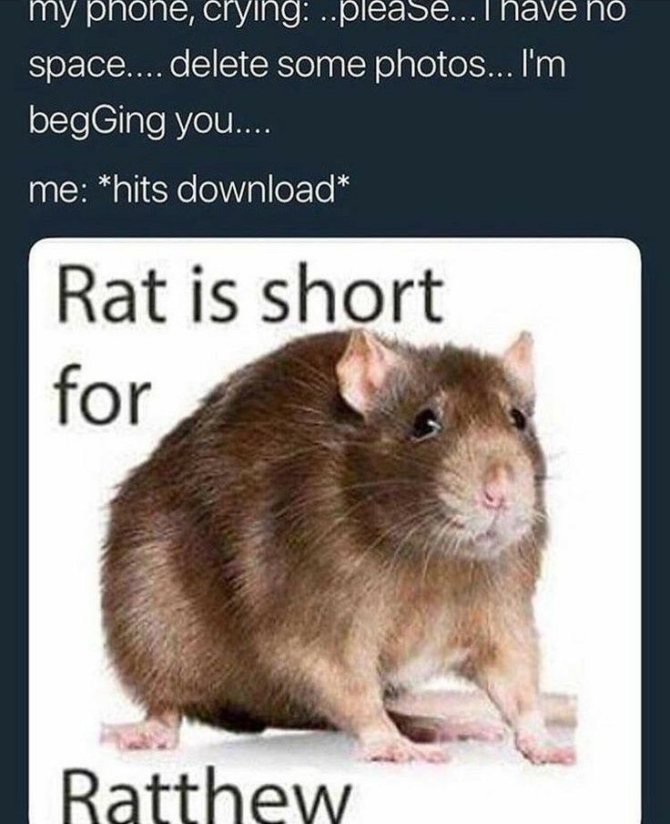 Rats rats - meme