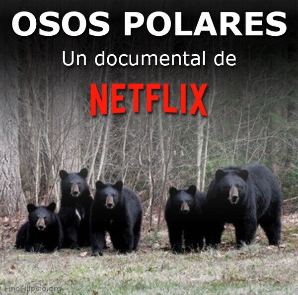 Documental de osos polares de Netflix - meme