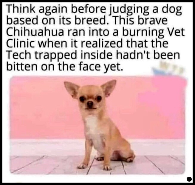 Love Chihuahuas - meme