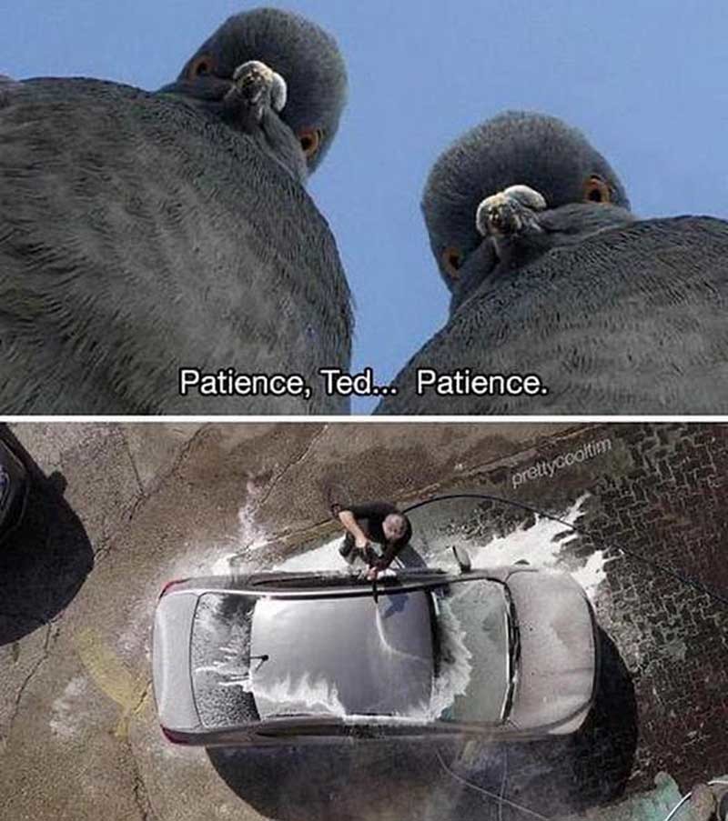 Pigeons - meme