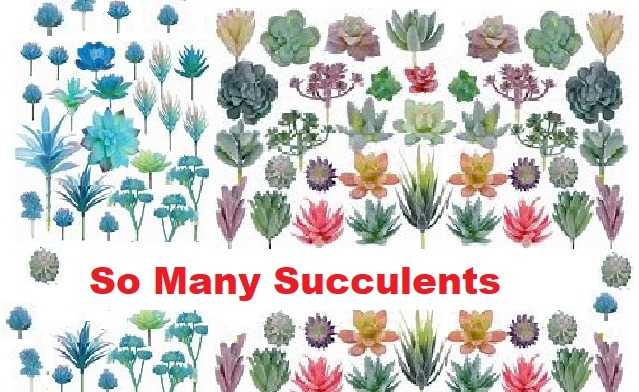 so many succulents - meme
