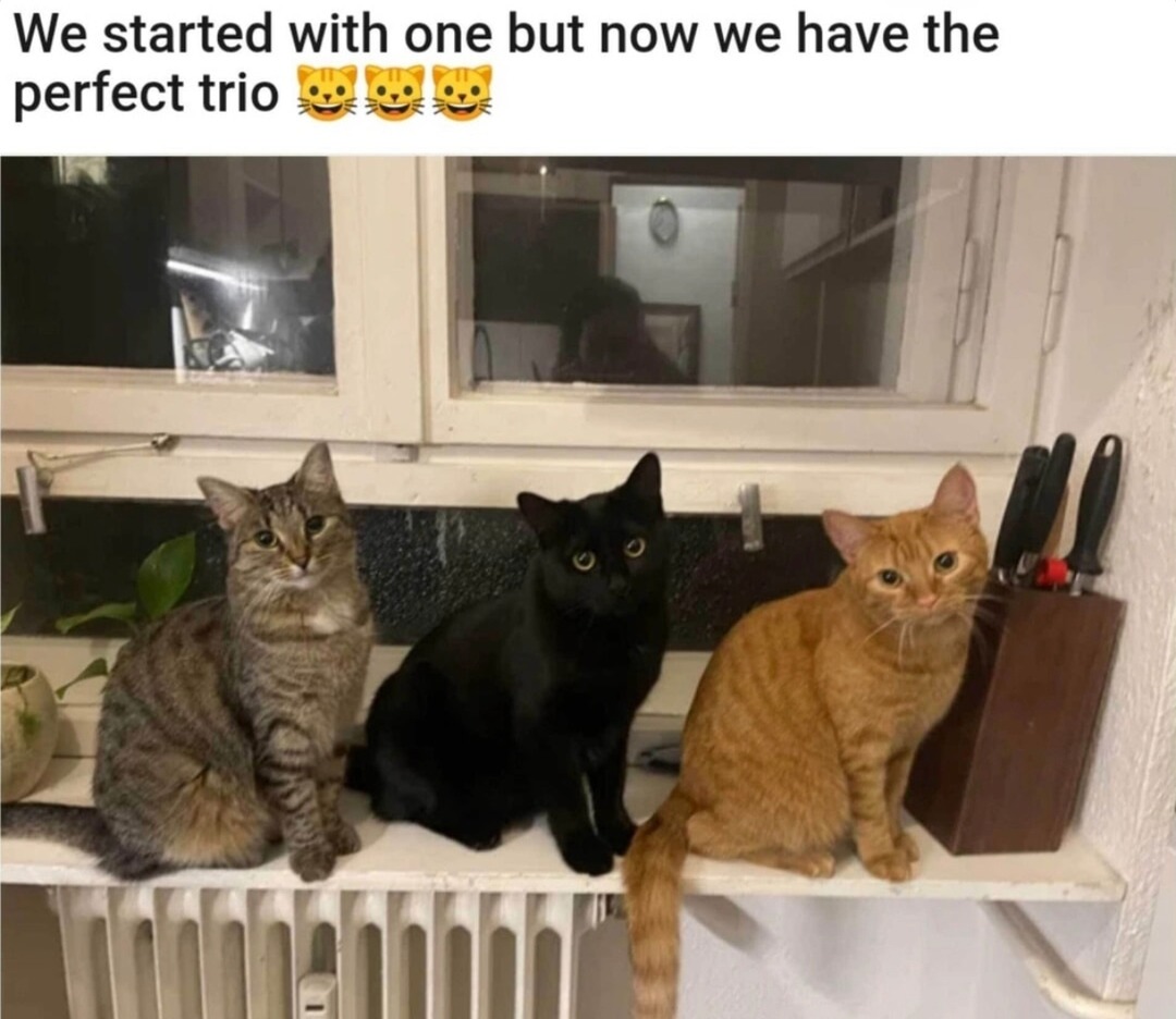 Started with one, now we got a whole squad - meme