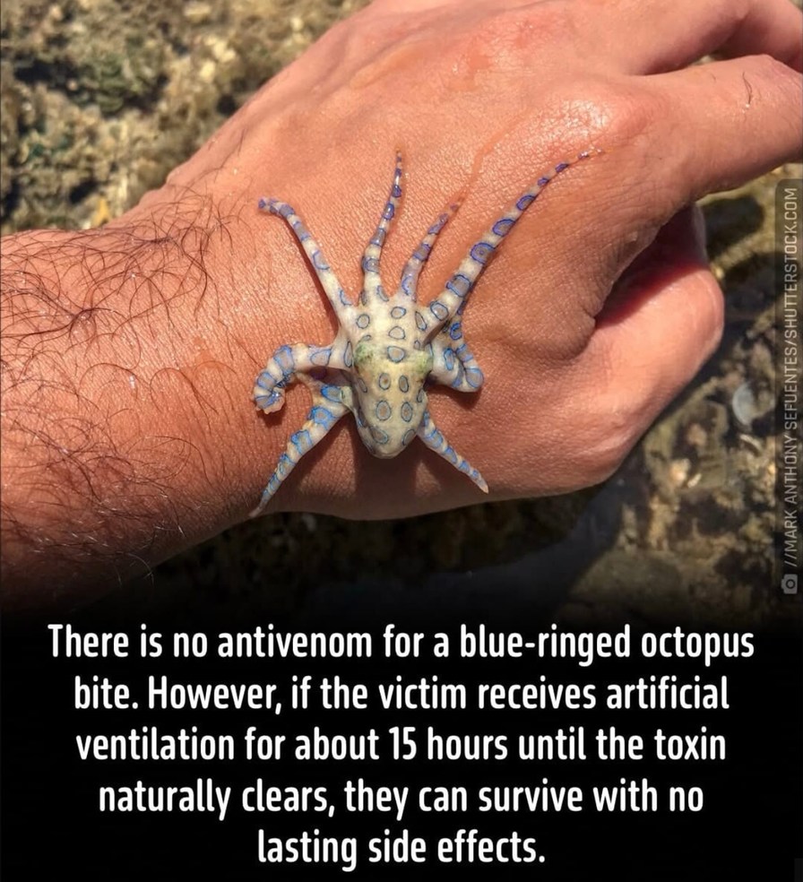 No antivenom for blue-ringed octopus just breathe for 15 hours - meme