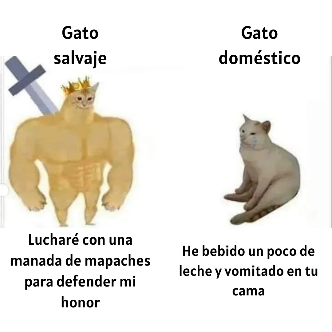 gato salvaje vs gato doméstico - meme