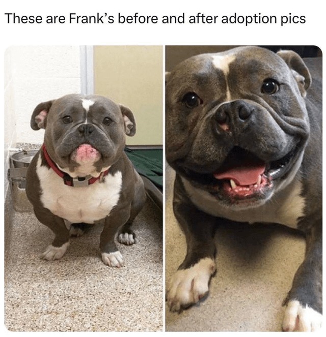 doggo before and after adoption pics - meme
