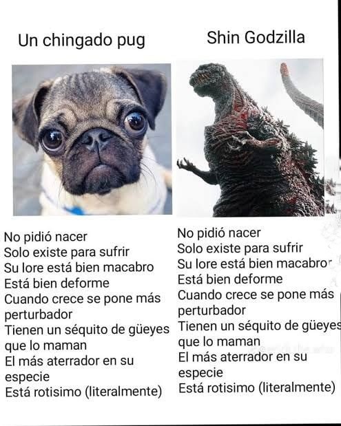 El pug que no pidió nacer pero existe para traumarte - meme