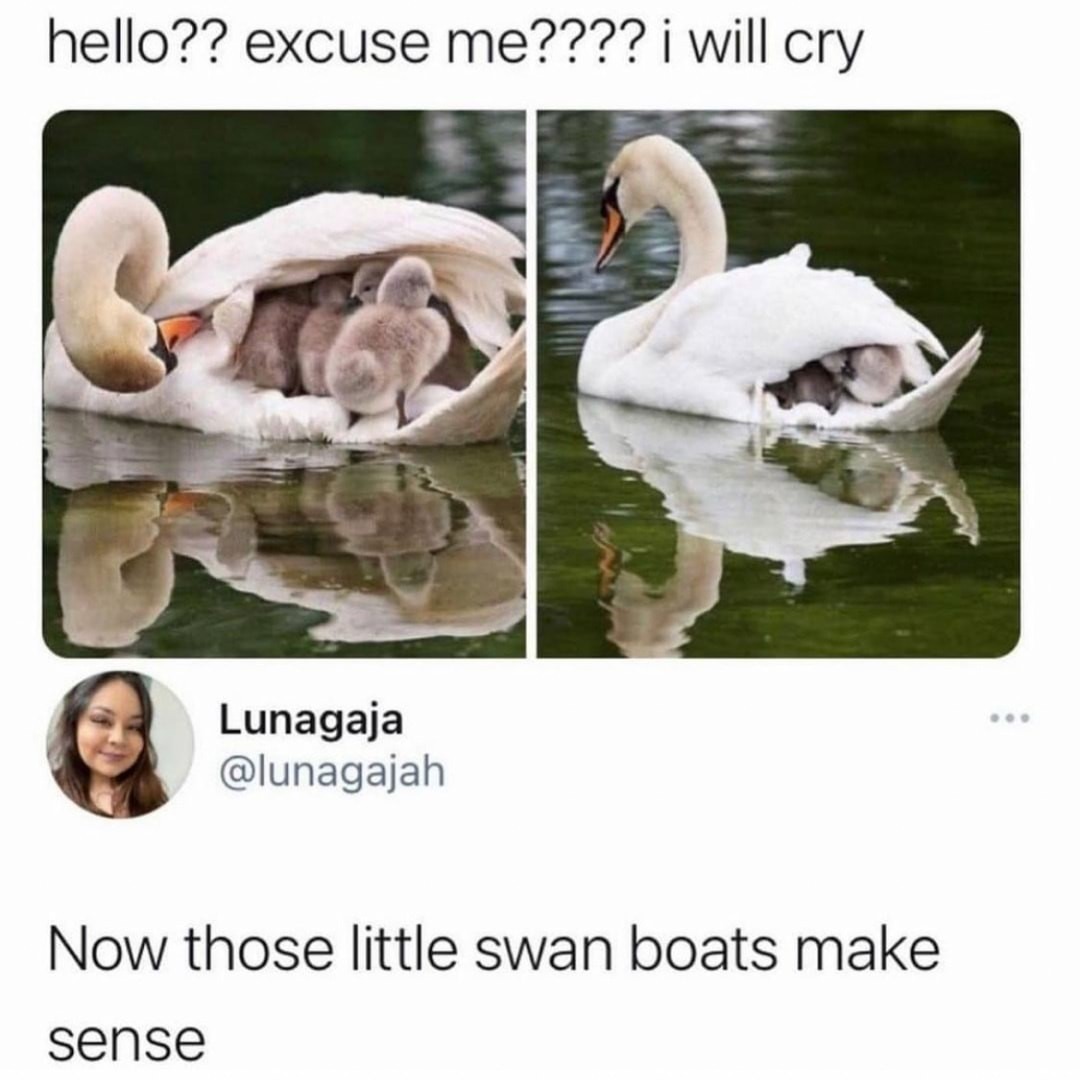 Swan boat - meme