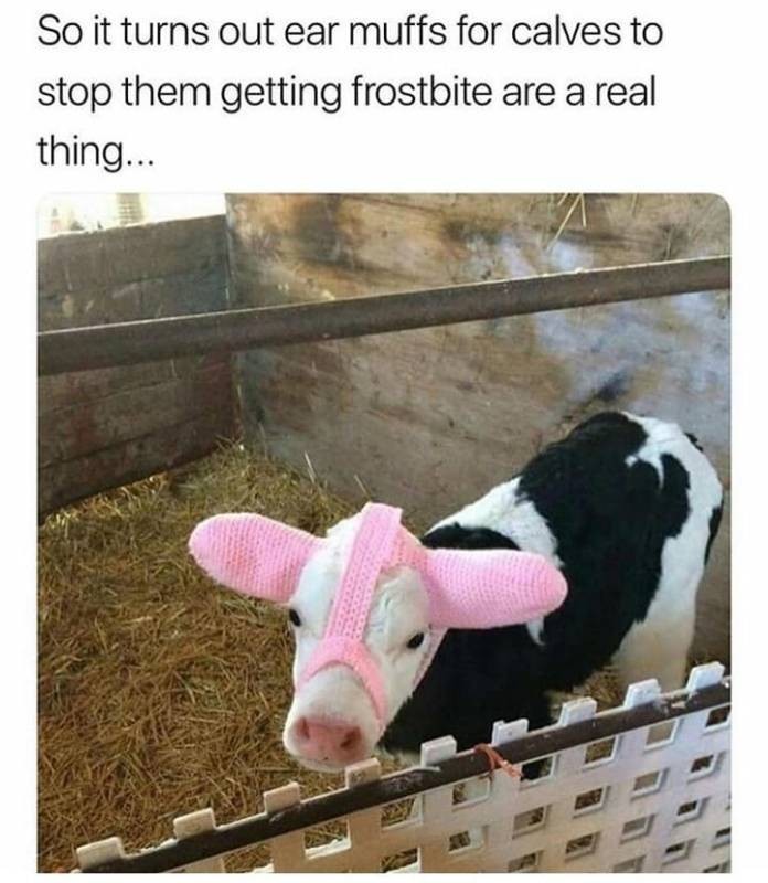 Cows are cute - meme
