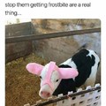 Cows are cute