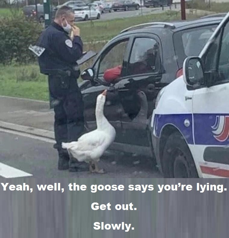 Geese Know Things - meme