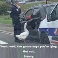 Geese Know Things