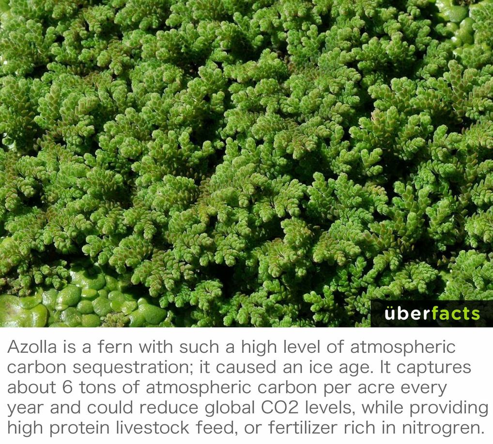 https://www.scientificamerican.com/article/can-the-fern-that-cooled-the-planet-do-it-again/ - meme