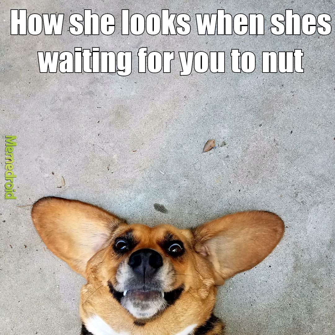 Your girl loves my nut - meme