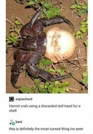 hermit crab using a discorded doll head for a shell - meme