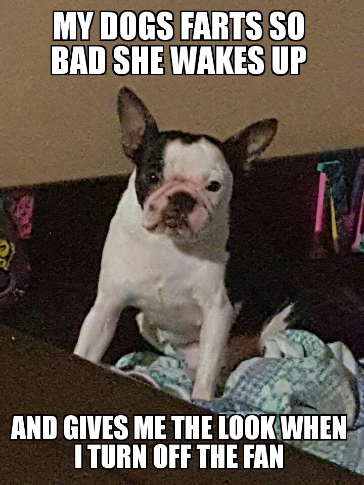 Angry pupper - meme