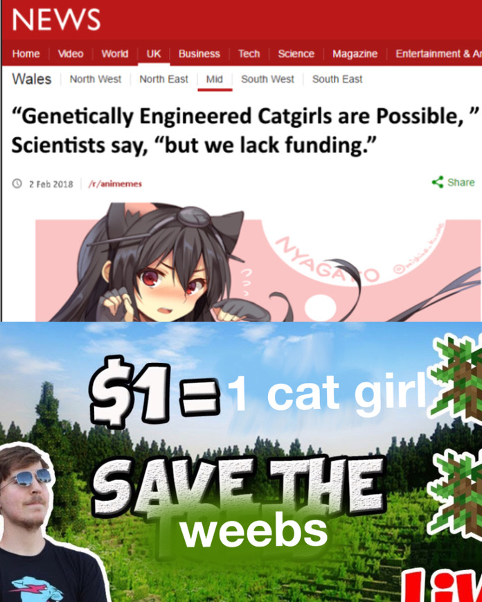 Genetically Engineered Catgirls are Possible,  Scientists say, “but we  lack funding.” - iFunny