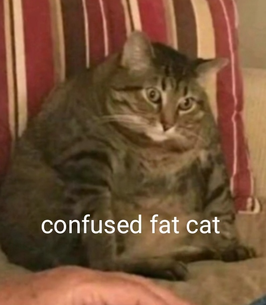 Gato gordo - meme