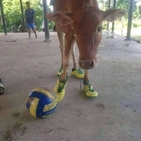 Vaca brasileña - meme