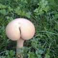 Dat ass Mushroom