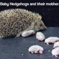 third comment loves hedgehogs