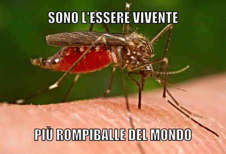 Zanzara - meme
