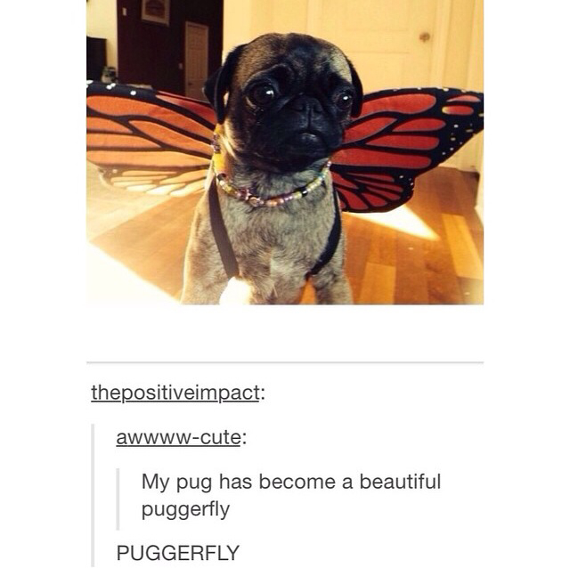 You go right ahead and you be a puggerfly - meme