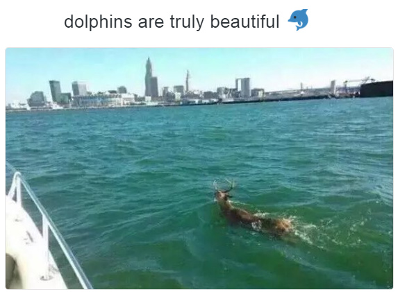 (Soy)Dolphin - meme