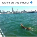 (Soy)Dolphin