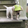 cute pupper in hat