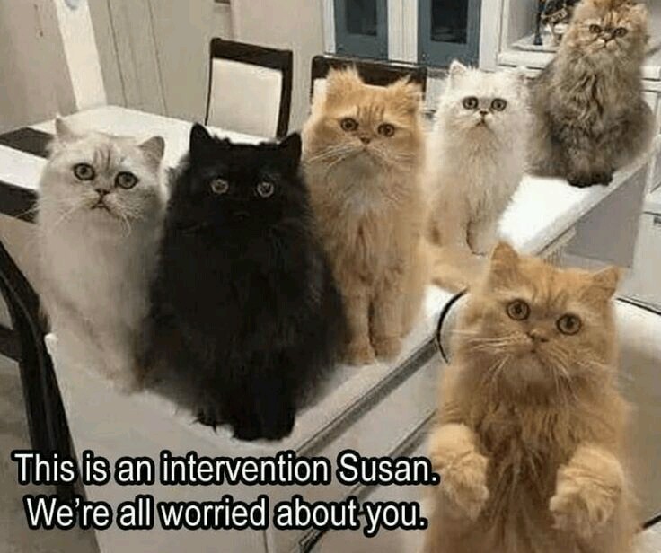 Cat intervention - meme