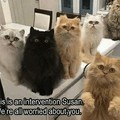 Cat intervention