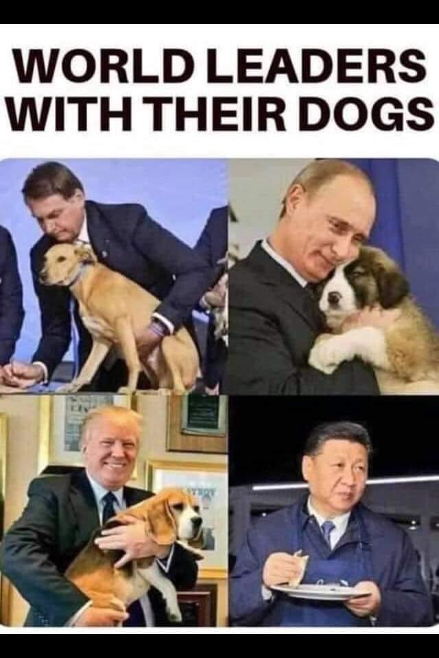 Dogs - meme