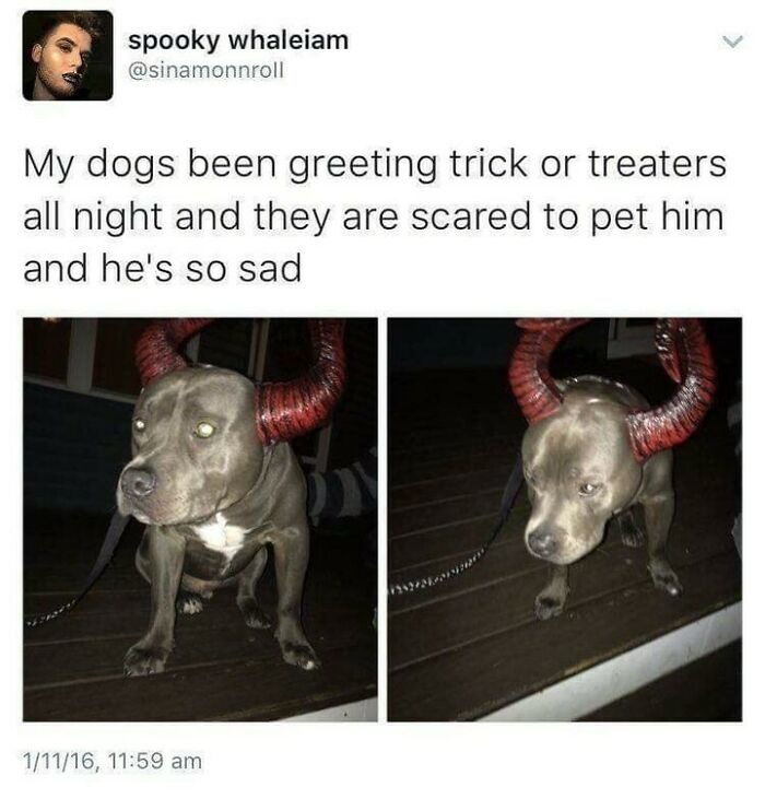 Halloween doggo - meme