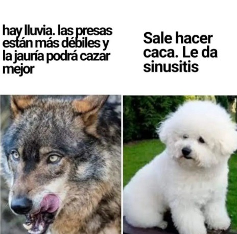 Lobos vs perro modernos - meme