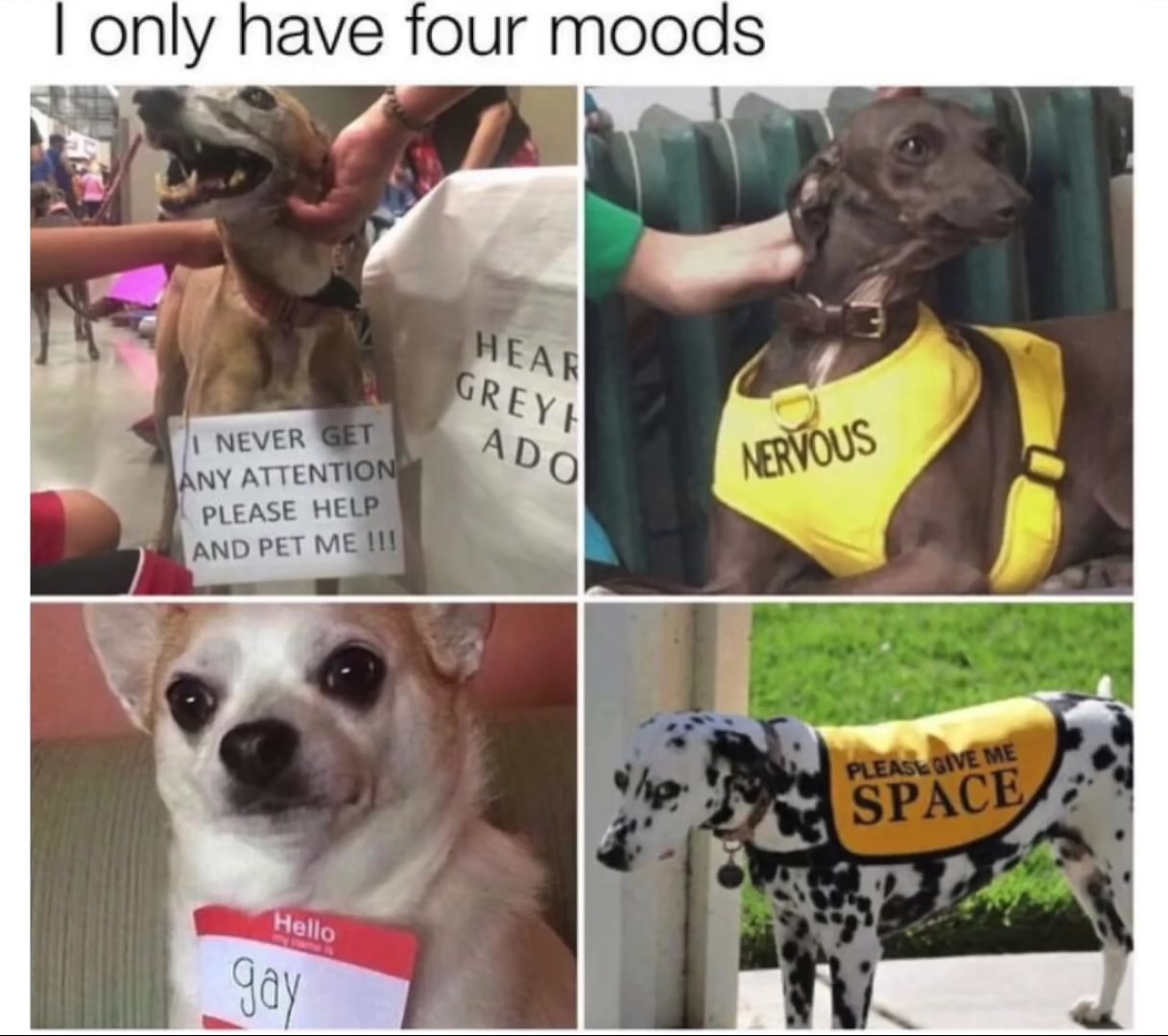 Nervous doggo looks extra lovable - meme