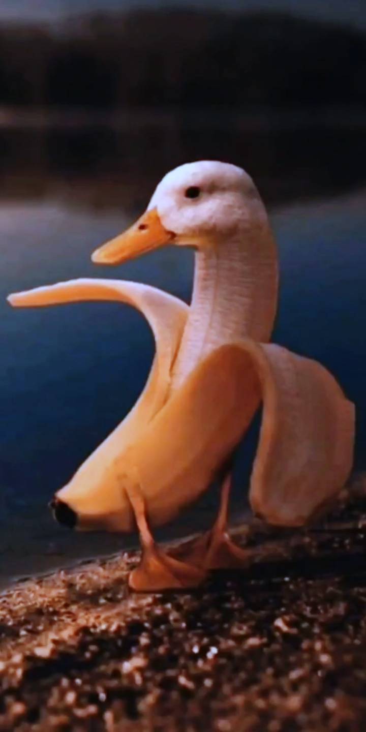 Banana duck - meme