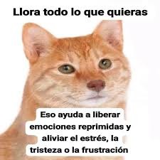 Gracias perro cara de gato - meme