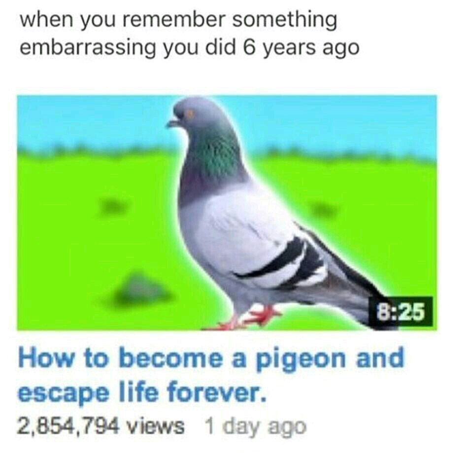 i would like to become a pigeon - meme