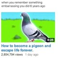 i would like to become a pigeon